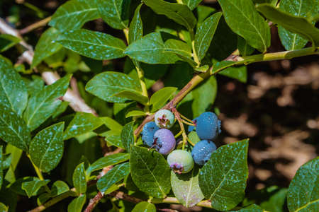 Wild blueberries on the green bushの写真素材