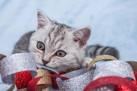 Cute striped kitten. Gray striped kitten playing on blue cotton plaid. Little cute striped fluffy cat on blue background with copy space for your text.Newborn kitten, Kid animals veterinary conceptの写真素材