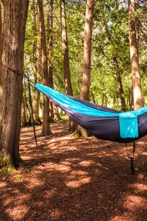 Hammocks hanging among the trees in the forest, on the green grass and trees. Clear day. Concept of summer rest. Space for textの写真素材