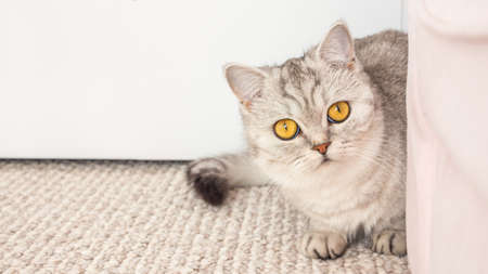 beautiful silver tabby shaded british shorthair cat with yellow eyes looking at camera with copy space.の写真素材