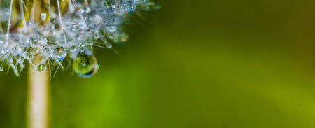 Macro shot of a dandelion with water drops banner. Close view of morning dew on green background