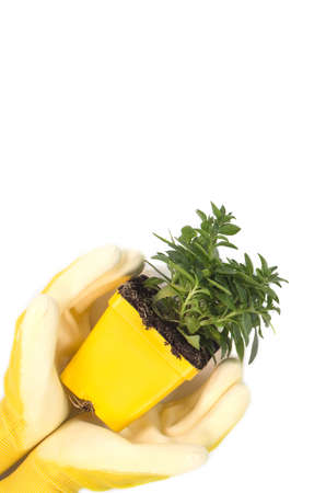 Hands in yellow garden gloves holding flower plant on white background. Spring planting season. Gardening layout. The care of plants. Work in the ground. Space for textの写真素材
