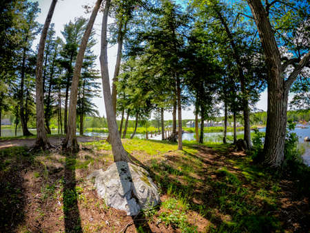 Fisheye shot of trees in the woods, with blue sky. Landscape view, backgroundの写真素材