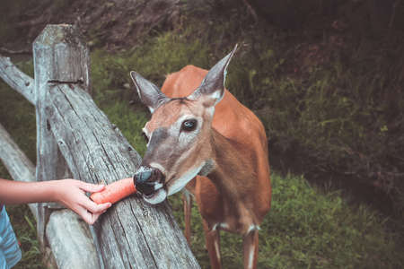 Feeding the deer in the zoo. The deer in the fence eat a carrot piece, fed by the child's handの写真素材