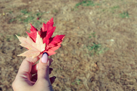 Young girl's hand holding bright yellow, red and orange autumn maple leaves on the background of a...