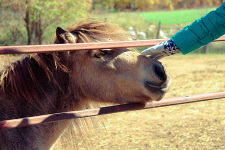 Girl's hand strokes pony's head. Hand in warm jacket and wool gloves strokes the muzzle of funny colored pony standing in a stall behind wooden fenceの写真素材