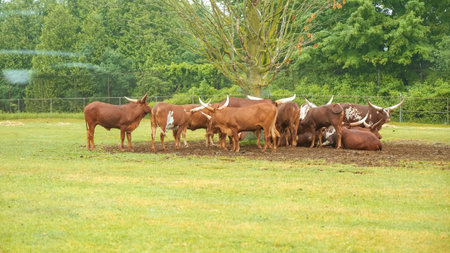 Herd of Watusi resting and lying under the tree in the safari zo park. Watusi longhorn bull eating grass. Group of exotic cowsの写真素材