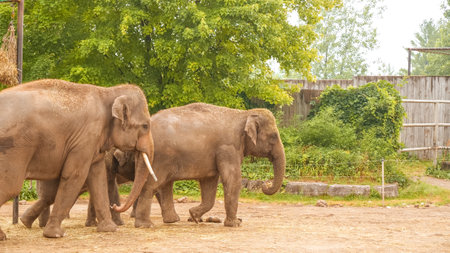 Asian elephant in the beautiful wild Safari Park. Herd of asian elephant family in the parkの写真素材