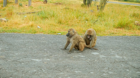 Wild monkeys sitting on the road cleaning each other in the safari zoo and jungle are sunbathing and looking for food. Drive through safari zooの写真素材