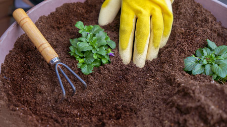Human hands in yellow gloves taking care planting seedling with small garden rake in the soil. New sprout on sunny day in the garden in summer.の写真素材