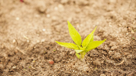 Fresh green sprouts of vegetables in spring on the field, soft focus. Growing young green seedling sprouts in cultivated agricultural farm field. Agricultural scene with red sprouts in soilの写真素材