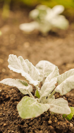 Fresh green sprouts of vegetables in spring on the field, soft focus. Growing young green seedling sprouts in cultivated agricultural farm field. Agricultural scene with red sprouts in soilの写真素材