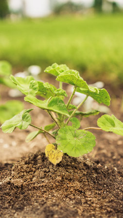 Fresh green sprouts of vegetables in spring on the field, soft focus. Growing young green seedling sprouts in cultivated agricultural farm field. Agricultural scene with red sprouts in soilの写真素材