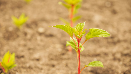 Fresh green sprouts of vegetables in spring on the field, soft focus. Growing young green seedling sprouts in cultivated agricultural farm field. Agricultural scene with red sprouts in soilの写真素材
