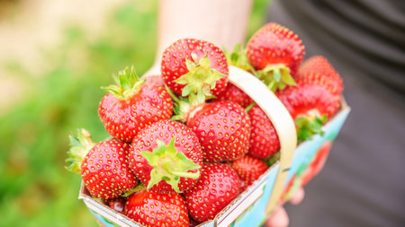 Hand holding basket with pile of fresh red strawberries after harvest on organic strawberry farm. Strawberries ready for export. Agriculture and ecological fruit farming conceptの写真素材