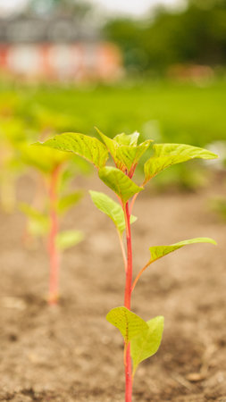 Fresh green sprouts of vegetables in spring on the field, soft focus. Growing young green seedling sprouts in cultivated agricultural farm field. Agricultural scene with red sprouts in soilの写真素材