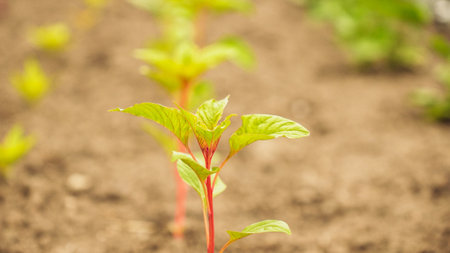 Fresh green sprouts of vegetables in spring on the field, soft focus. Growing young green seedling sprouts in cultivated agricultural farm field. Agricultural scene with red sprouts in soilの写真素材