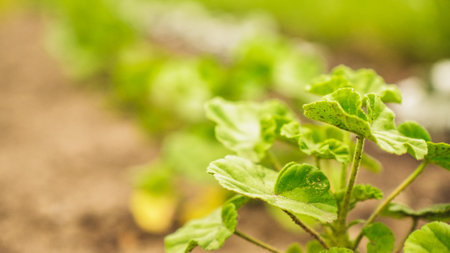 Fresh green sprouts of vegetables in spring on the field, soft focus. Growing young green seedling sprouts in cultivated agricultural farm field. Agricultural scene with red sprouts in soilの写真素材