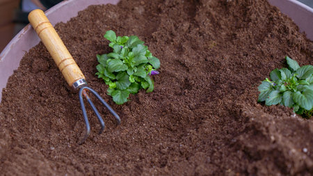 Taking care planting seedling with small garden rake in the soil. New sprout on sunny day in the...