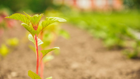 Fresh green sprouts of vegetables in spring on the field, soft focus. Growing young green seedling sprouts in cultivated agricultural farm field. Agricultural scene with red sprouts in soilの写真素材