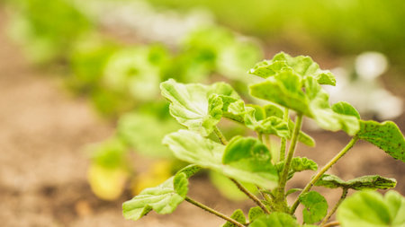Fresh green sprouts of vegetables in spring on the field, soft focus. Growing young green seedling sprouts in cultivated agricultural farm field. Agricultural scene with red sprouts in soilの写真素材