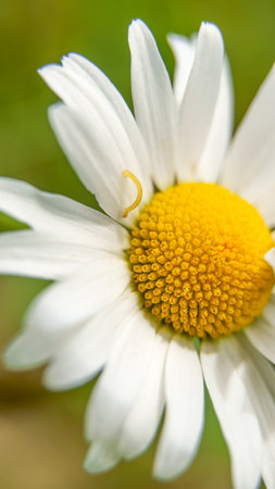 Camomile flower in the garden in summer, top view, Selective focus. Macro, close up. Vertical.の写真素材