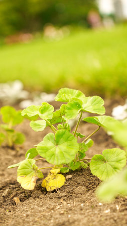Fresh green sprouts of vegetables in spring on the field, soft focus. Growing young green seedling sprouts in cultivated agricultural farm field. Agricultural scene with red sprouts in soilの写真素材
