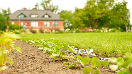 Straight rows of green and purple plants growing on huge farm field with farmhouse on background. Selective focus. Seedling growth. Bio.の写真素材