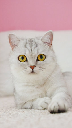 Fluffy kitty looking at camera on pink background, front view. Vertical. Cute young short hair white cat sitting in front of pink background with copy space. Stripped kitten with yellow eyes.の写真素材