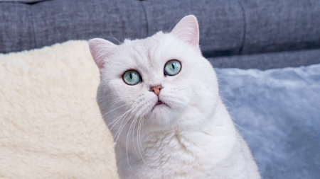 Fluffy white kitty looking at camera on blue background, front view. Cute young short hair white cat sitting in front of coloured background with copy space. White kitten with blue eyes.の写真素材
