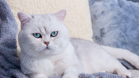 Fluffy white kitty looking at camera on blue background, front view. Cute young short hair white cat sitting in front of coloured background with copy space. White kitten with blue eyes.の写真素材