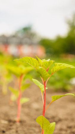 Fresh green sprouts of vegetables in spring on the field, soft focus. Growing young green seedling sprouts in cultivated agricultural farm field. Agricultural scene with red sprouts in soilの写真素材