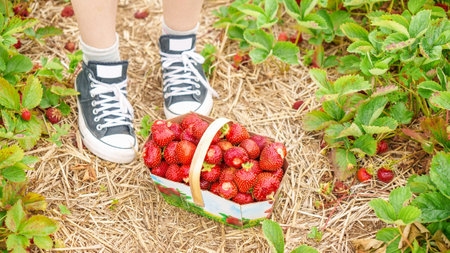 Full basket with fresh red strawberries after harvest on ground next to black shoes on organic strawberry farm. Strawberries ready for export. Agriculture and ecological fruit farming concept.の写真素材