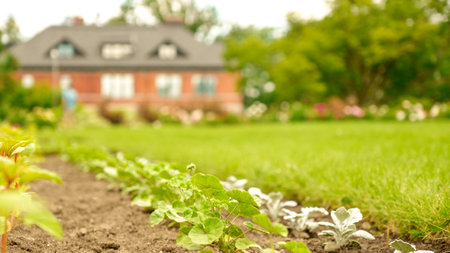 Straight rows of green and purple plants growing on huge farm field with farmhouse on background. Selective focus. Seedling growth. Bio.の写真素材