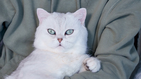Fluffy kitty looking at camera on green background, front view. Cute young short hair white cat sitting in hands with copy space. Stripped kitten with blue eyes.の写真素材