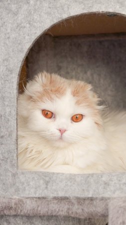 Fluffy calico kitty looking at camera on grey background, front view. Vertical. Cute young short hair white cat sitting in grey cat house with copy space. White kitten with brown eyes.の写真素材