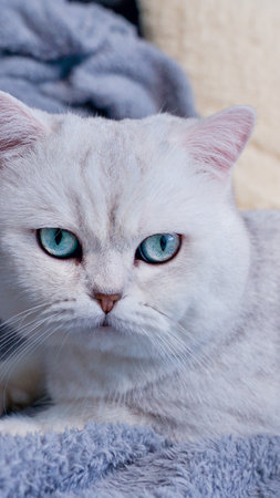 Fluffy white kitty looking at camera on blue background, front view. Cute young short hair white cat sitting in front of coloured background with copy space. White kitten with blue eyes.の写真素材