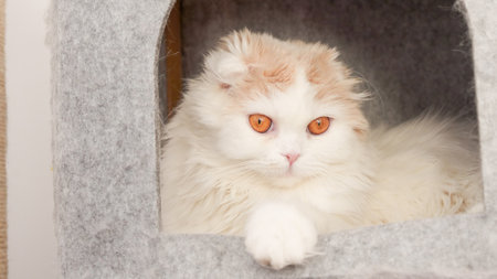 Fluffy calico kitty looking at camera on grey background, front view. Vertical. Cute young short hair white cat sitting in grey cat house with copy space. White kitten with brown eyes.の写真素材
