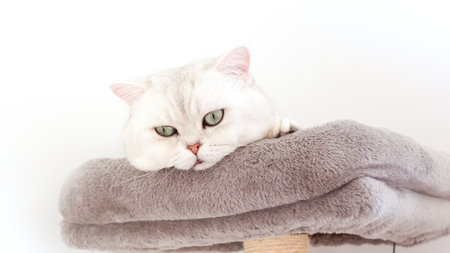 Fluffy white British shorthair cat is slepping on cat tree, view from above. Cute young white kitten on grey bed with copy spaceの写真素材