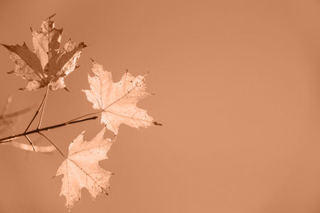 Closeup of golden and orange autumn maple leaves on tree branch against blue sky and white clouds with copy space. Image toned in Peach Fuzz color of the year 2024. Fall nature backgroundの写真素材