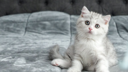 Fluffy grey Scottish kitten is sitting on bed looking at camera, front view, space for text. Cute...