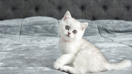 Fluffy grey Scottish kitten is sitting on bed looking at camera, front view, space for text. Cute young British shorthair cat with blue eyesの写真素材