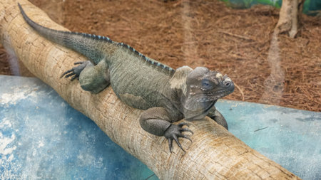 A close-up shot of a green iguana showcasing its textured scales and mesmerizing blue-green eye....