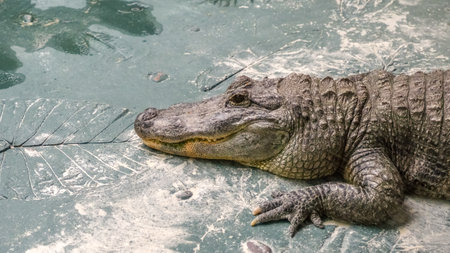 big scary crocodile sunning themselves on the shore of a lakeの写真素材