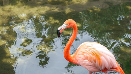 Pink Flamingo Walking Through Water, Creating Ripples in Natural Setting