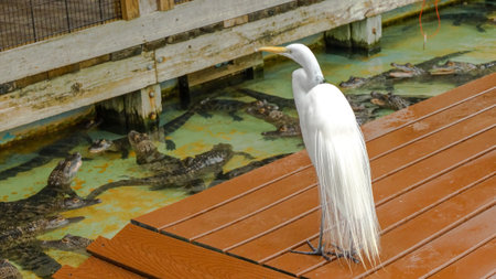 White Great Egret Bird on wooden deck next to pond full of alligators.の写真素材