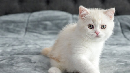 Fluffy beige Scottish kitten is sitting on bed looking at camera, front view, space for text. Cute young white cat with brown eyes.の写真素材