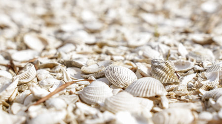 Close-up of a beautiful collection of assorted seashells on sandy beach with serene ocean backgroundの写真素材