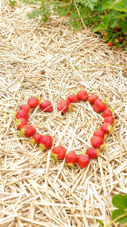 Heart-Shaped Fresh Strawberries on Straw Background Ideal for Valentine s Day or Any Occasionの写真素材