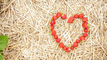 Heart-Shaped Fresh Strawberries on Straw Background Ideal for Valentine s Day or Any Occasionの写真素材